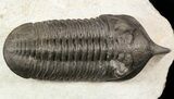 Morocconites Trilobite With Snout - Ofaten, Morocco #50619-3